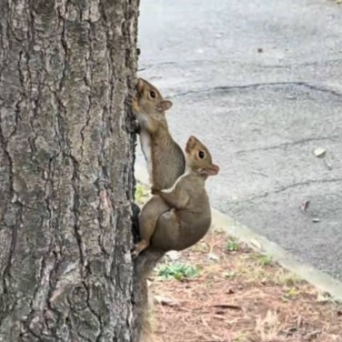 Pnut