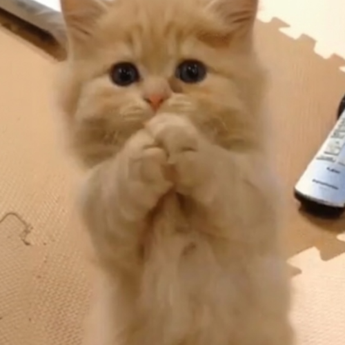 begcat