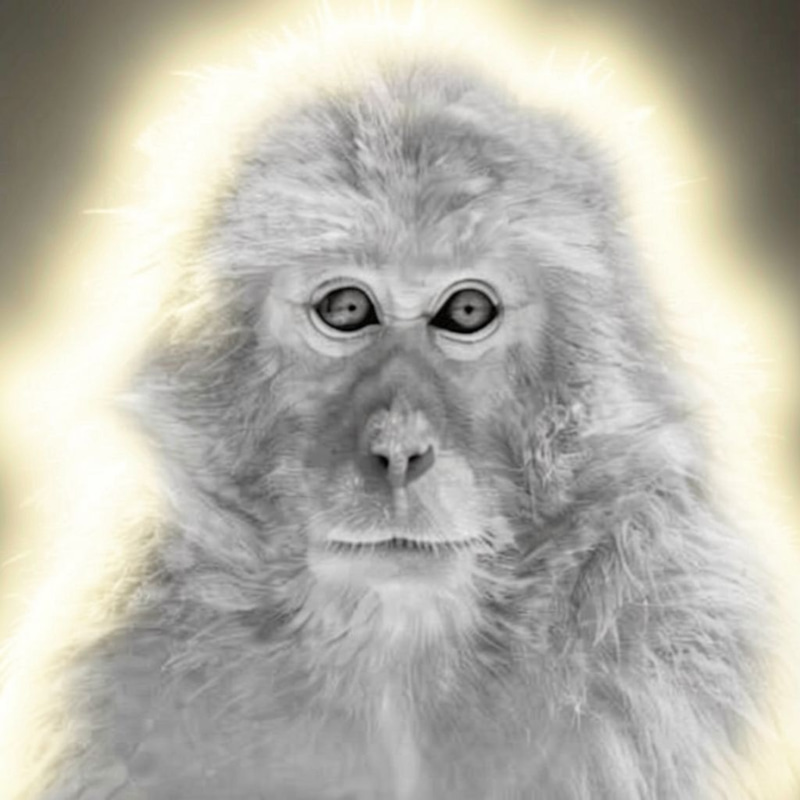 Monkey