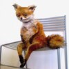 Stoned Fox