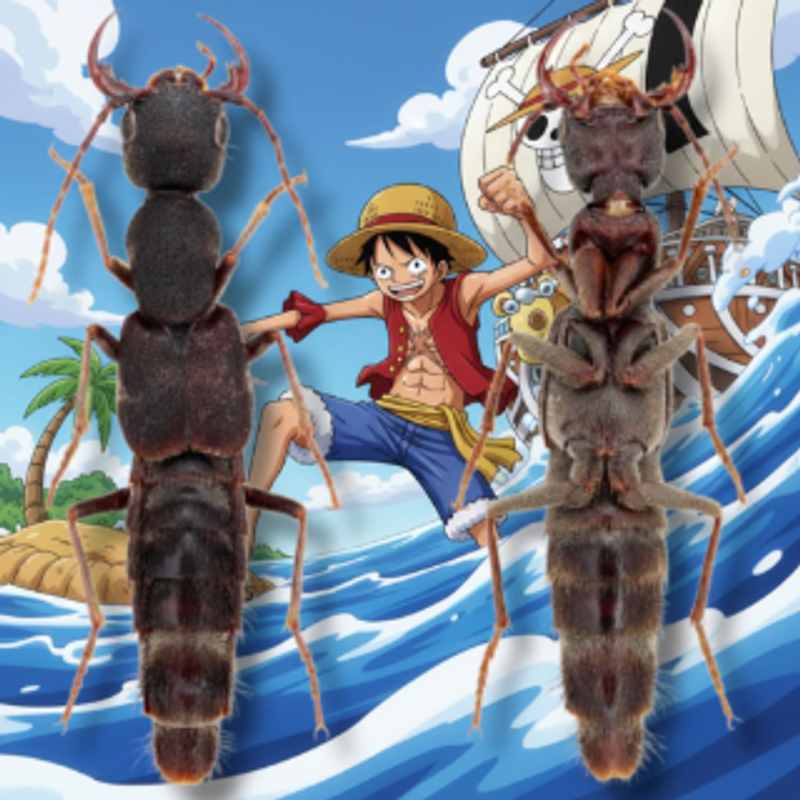 LUFFY