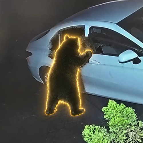 CRIMEBEAR