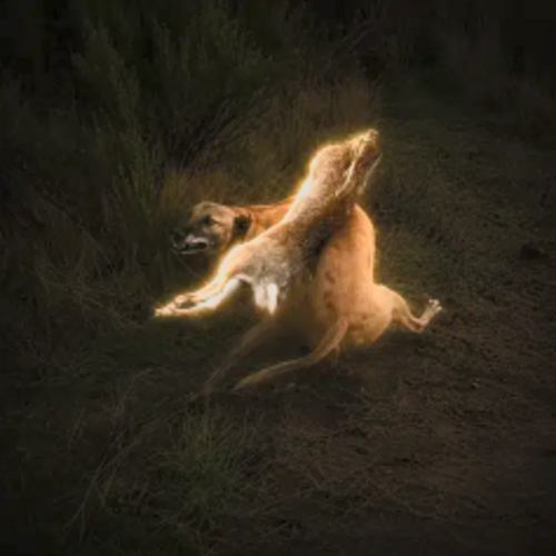 Hare