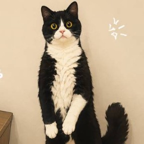 taro