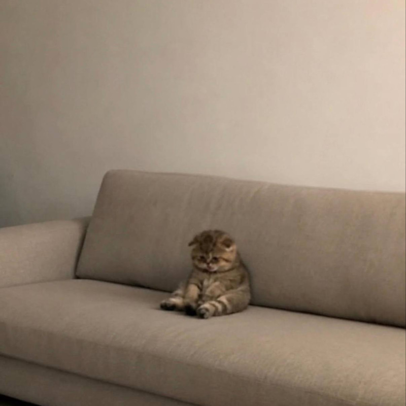pipi
