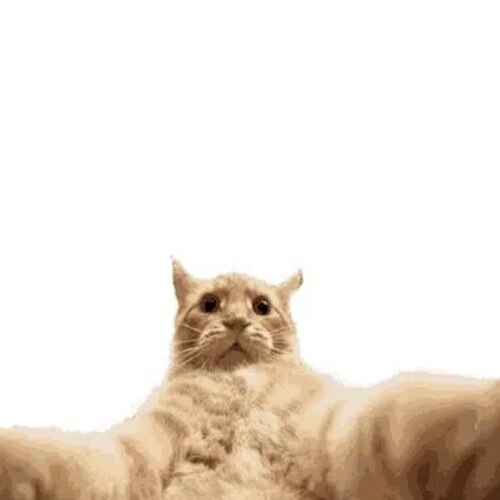 Selfiecat