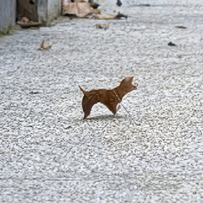 leafdog
