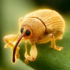 weevil