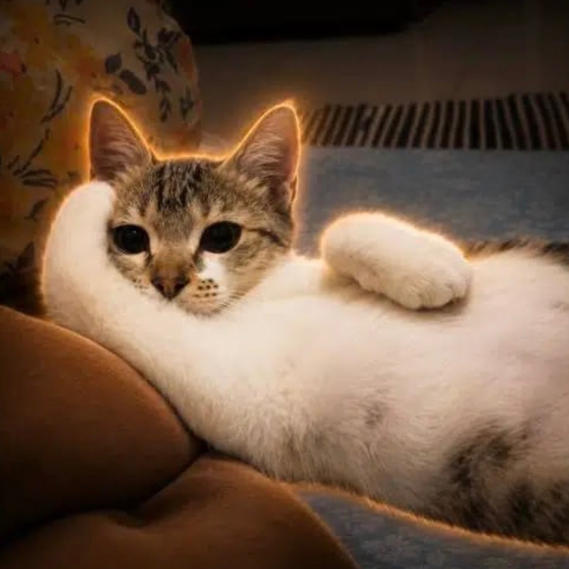 Neetcat