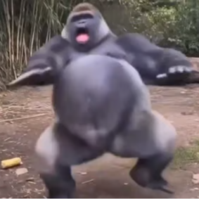 GORILLA